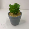 Suculentas Cod 5441567 - Imagen 2
